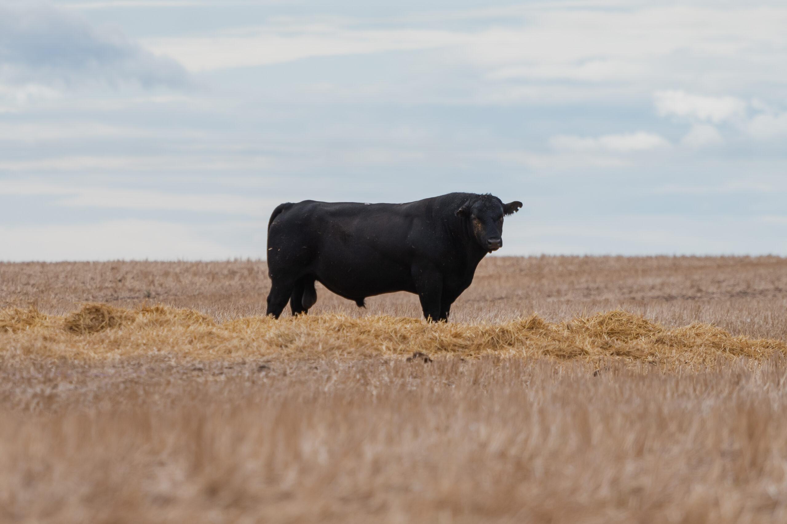 A scenic view of a black cow alone on the field in cloudy sky background